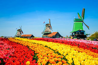 AMSTERDAM - Parada florilor